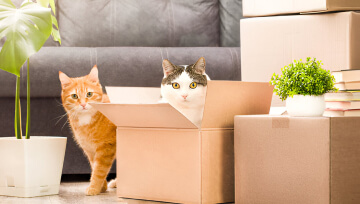 Pet Relocation